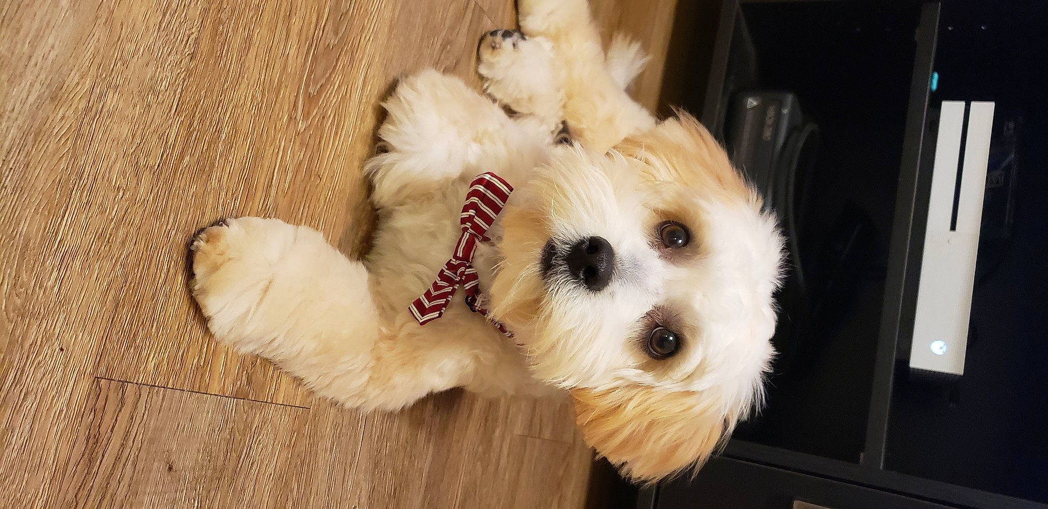 Franky is registered to the contest to win money with this photo: carnivore, collar, companion_dog, dog, dog_breed, dog_clothes, dog_collar, dog_supply, fawn, fur, labradoodle, puppy_love, small_terrier, snout, stuffed_toy, terrier, toy, toy_dog, wood, working_animal