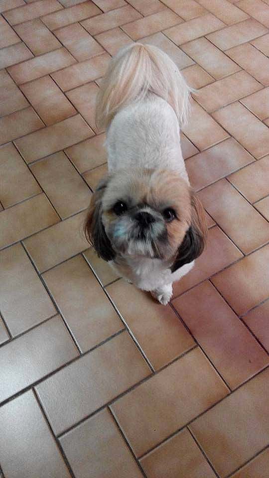 Lilou a rejoint le concours — aidez-le/la à gagner de superbes lots ! ancient_dog_breeds, canidae, carnivore, chinese_imperial_dog, companion_dog, dog, dog_breed, fawn, lhasa_apso, liver, lowchen, mammal, non_sporting_group, pekingese, puppy, rare_breed_dog, shih_tzu, snout, sporting_group, toy_dog