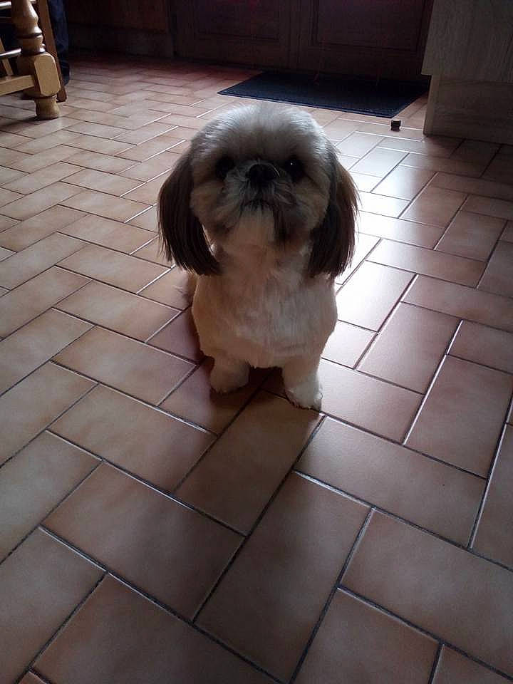 Lilou participe au concours pour gagner de l'argent avec cette photo : canidae, carnivore, chinese_imperial_dog, companion_dog, dog, dog_breed, fawn, lhasa_apso, liver, lowchen, maltepoo, mammal, non_sporting_group, pekingese, rare_breed_dog, shih_tzu, snout, sporting_group, tile, toy_dog