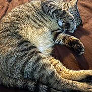 Luna joined the competition — help win amazing prizes! cat, tabby, sleeping, paw, fur, striped, animal, pet, cozy, resting, bed, blanket, cute, domestic_cat, whiskers, tail, relaxed, indoor, mammal, feline