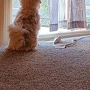 Dyno is registered to the contest to win money with this photo: animal, back_view, carpet, curtain, curtains, daylight, dog, ears, fluffy, fur, home, indoor, light, looking_out, peaceful, pet, quiet, tail, waiting, window