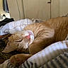 Lex Luthor is registered to the contest to win money with this photo: cat, orange_tabby, sleeping, cozy, blanket, indoor, pet, fur, pink_nose, relaxed, curled_up, close_up, homedecor, resting, feline, cute, soft, animal, mammal, peaceful