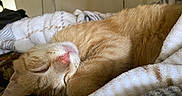 Lex Luthor joined the competition — help win amazing prizes! cat, orange_tabby, sleeping, cozy, blanket, indoor, pet, fur, paw, pink_nose, relaxation, cute, domestic_cat, resting, comfort, animal, mammal, whiskers, soft, nap