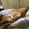 cat, orange_tabby, sleeping, cozy, blanket, indoor, pet, fur, paw, pink_nose, relaxation, cute, domestic_cat, resting, comfort, animal, mammal, whiskers, soft, nap