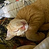 cat, orange_cat, sleeping, curled_up, pet, animal, feline, cozy, blanket, indoor, resting, cute, fur, whiskers, pink_nose, relaxed, domestic_cat, close_up, paw, soft