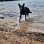 Urius participe au concours pour gagner de l'argent avec cette photo : dog, black_dog, water, lake, forest, trees, rocks, shoreline, outdoor, nature, playing, ball, wet, canine, animal, recreation, daytime, landscape, adventure, wildlife
