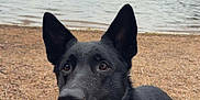 Urius a rejoint le concours — aidez-le/la à gagner de superbes lots ! dog, black_dog, outdoor, lake, beach, grass, toy, cloudy_sky, mountains, nature, pet, animal, loyal, sitting, ears, collar, water, landscape, daytime, closeup