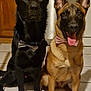 dog, bow_tie, black_dog, brown_dog, indoor, kitchen, tile_floor, pet, canine, sitting, tongue_out, ears_up, domestic_animal, companion, animal_portrait, household, cute, pet_accessory, looking_at_camera, two_animals
