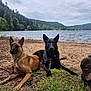 dog, outdoor, lake, beach, grass, trees, water, cloudy_sky, nature, canine, pets, relaxing, leash, brown_dog, black_dog, footwear, sock, landscape, forest, scenic