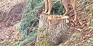 Uzi a rejoint le concours — aidez-le/la à gagner de superbes lots ! dog, forest, tree_stump, leaves, branches, outdoor, nature, animal, canine, collar, standing, earth, wood, tree, bark, moss, trunk, slope, ground, daylight