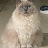 cat, fluffy, long_hair, cream_colored, blue_eyes, sitting, pet, animal, portrait, indoors, tiled_floor, bathroom, serious_expression, front_view, whiskers, ears, paws, fur, household, photography
