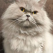 Némo a rejoint le concours — aidez-le/la à gagner de superbes lots ! cat, fluffy, long_hair, cream_colored, golden_eyes, sitting, portrait, closeup, whiskers, ears, paws, fur, pet, indoors, brown_background, centered, front_view, alert, serious_expression, photography