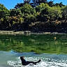action_shot, black_dog, blue_sky, dog, greenery, landscape, nature, outdoors, reflection, retriever, ripples, river, shoreline, splash, summer, sunny, swimming, trees, water, wet