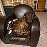 Sam a rejoint le concours — aidez-le/la à gagner de superbes lots ! adult_dog, animals, black_and_white_dog, brindle_dog, chair, cozy, cute, dogs, eye_contact, furniture, home_decor, indoors, leather_chair, living_room, pets, portrait, puppy, sitting, stone_wall, tile_floor