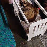 Freya joined the competition — help win amazing prizes! animal, bed, blanket, cat, comfortable, cozy, cute, domestic_animal, feline, floor, fur, household, indoor, patterned_blanket, pet, resting, rug, sleeping_cat, tortoiseshell_cat, wooden_bed