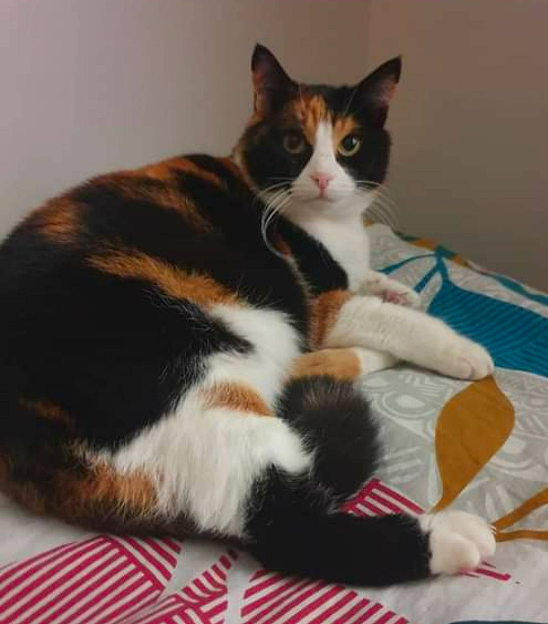 Crapouille a rejoint le concours — aidez-le/la à gagner de superbes lots ! carnivore, cat, claw, comfort, domestic_short_haired_cat, felidae, flooring, foot, fur, lap, paw, small_to_medium_sized_cats, tail, whiskers