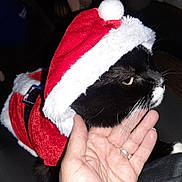Prince Gabriel is registered to the contest to win money with this photo: animal, black_cat, cat, close_up, costume, cute, domestic_cat, feline, festive, hand, holiday_costume, indoor, pet, pet_care, portrait, red_clothing, santa_hat, whiskers, white_fur, white_fur_trim