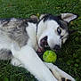 Arie is registered to the contest to win money with this photo: dog, husky, playing, tennis_ball, grass, outdoor, pet, animal, white_fur, black_fur, blue_eyes, lying_down, nature, fun, chewing, closeup, fur, paw, canine, summer
