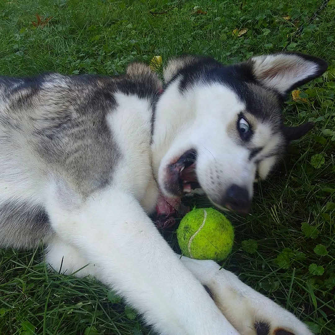Arie is registered to the contest to win money with this photo: animal, black_fur, blue_eyes, canine, chewing, closeup, dog, fun, fur, grass, husky, lying_down, nature, outdoor, paw, pet, playing, summer, tennis_ball, white_fur