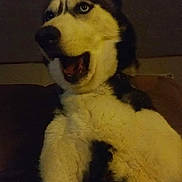 Arie joined the competition — help win amazing prizes! husky, dog, pet, indoor, animal, blue_eyes, fur, mouth_open, expression, canine, domestic, portrait, closeup, sitting, furry, face, whiskers, ears, nose, dark_background