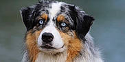 Raiya a rejoint le concours — aidez-le/la à gagner de superbes lots ! dog, australian_shepherd, blue_eyes, wet_fur, fluffy, portrait, outdoor, nature, animal, pet, canine, fur, water, background_blur, closeup, muzzle, ears, nose, expression, harness