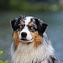 dog, australian_shepherd, blue_eyes, wet_fur, fluffy, portrait, outdoor, nature, animal, pet, canine, fur, water, background_blur, closeup, muzzle, ears, nose, expression, harness