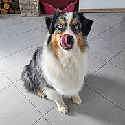 Raiya a rejoint le concours — aidez-le/la à gagner de superbes lots ! dog, australian_shepherd, blue_eyes, tongue_out, indoor, floor_tiles, pet_bed, firewood, cabinet, fur, sitting, animal, canine, tongue, looking_up, house, home, domestic, cute, pet