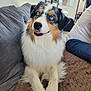 Raiya a rejoint le concours — aidez-le/la à gagner de superbes lots ! dog, australian_shepherd, blue_eyes, fluffy, pet, indoor, couch, blanket, brown, white_fur, black_fur, tan_fur, happy, relaxed, person, plant, window, home, furniture, companion