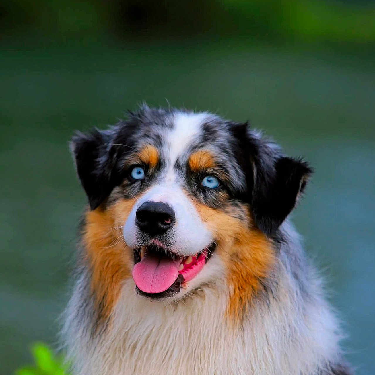 Raiya a rejoint le concours — aidez-le/la à gagner de superbes lots ! animal, australian_shepherd, blue_eyes, canine, close_up, dog, ears, fluffy, friendly, fur, happy, head, mammal, nature, outdoor, pet, portrait, smiling, tongue_out, wet_fur