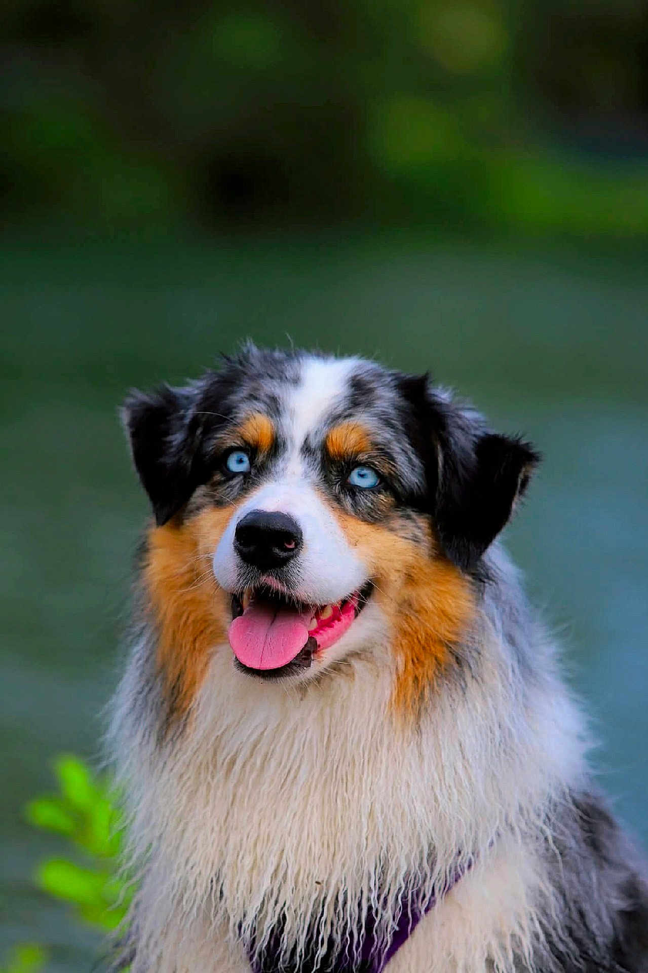 Raiya a rejoint le concours — aidez-le/la à gagner de superbes lots ! dog, australian_shepherd, blue_eyes, tongue_out, wet_fur, fluffy, portrait, animal, pet, canine, outdoor, nature, happy, smiling, fur, close_up, mammal, friendly, head, ears