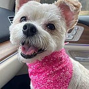 Shadowlina is registered to the contest to win money with this photo: animal, bandana, canine, car_interior, close_up, companion, cute, dog, domestic_animal, ears, fur, happy, nature_background, pet, pink_bandana, portrait, smiling, tongue_out, white_dog, window