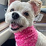 animal, bandana, canine, car_interior, close_up, companion, cute, dog, domestic_animal, ears, fur, happy, nature_background, pet, pink_bandana, portrait, smiling, tongue_out, white_dog, window