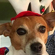 Spot is registered to the contest to win money with this photo: animal, antlers, brown, checkered_shirt, christmas, closeup, costume, cute, decor, dog, ears, face, festive, holiday, indoors, person, pet, portrait, wearing, white
