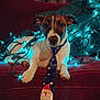 animal, brown_and_white, christmas, christmas_lights, couch, cute, cute_dog, decorations, dog, festive, holiday, holiday_decor, indoor, lights, pet, portrait, relaxed, sitting, tie, tie_with_santa