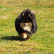 Disney participe au concours pour gagner de l'argent avec cette photo : dog, pomeranian, fluffy, fur, grass, outdoor, pet, animal, walking, small_dog, brown, black, white, nature, sunlight, shadow, cute, adorable, mammal, friendly