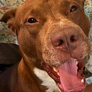 King joined the competition — help win amazing prizes! dog, brown_dog, pet, close_up, tongue_out, happy, canine, animal, mouth_open, indoor, floral_pattern, fabric, background, cute, domestic_animal, friendly, face, portrait, fur, nose