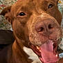 dog, brown_dog, pet, close_up, tongue_out, happy, canine, animal, mouth_open, indoor, floral_pattern, fabric, background, cute, domestic_animal, friendly, face, portrait, fur, nose
