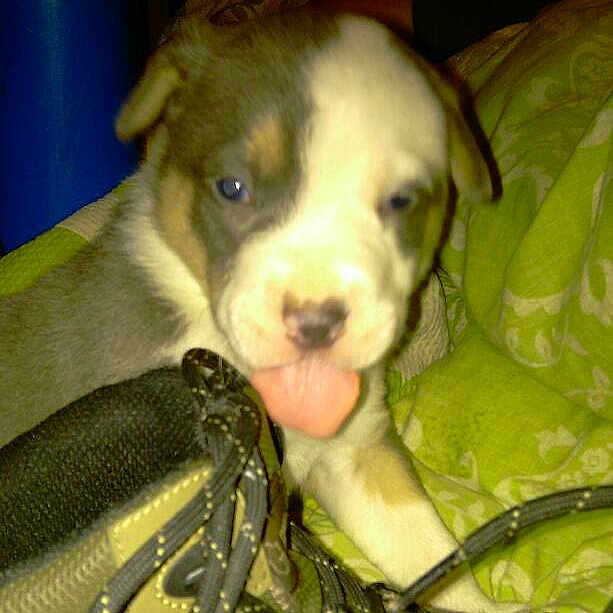 Harley joined the competition — help win amazing prizes!