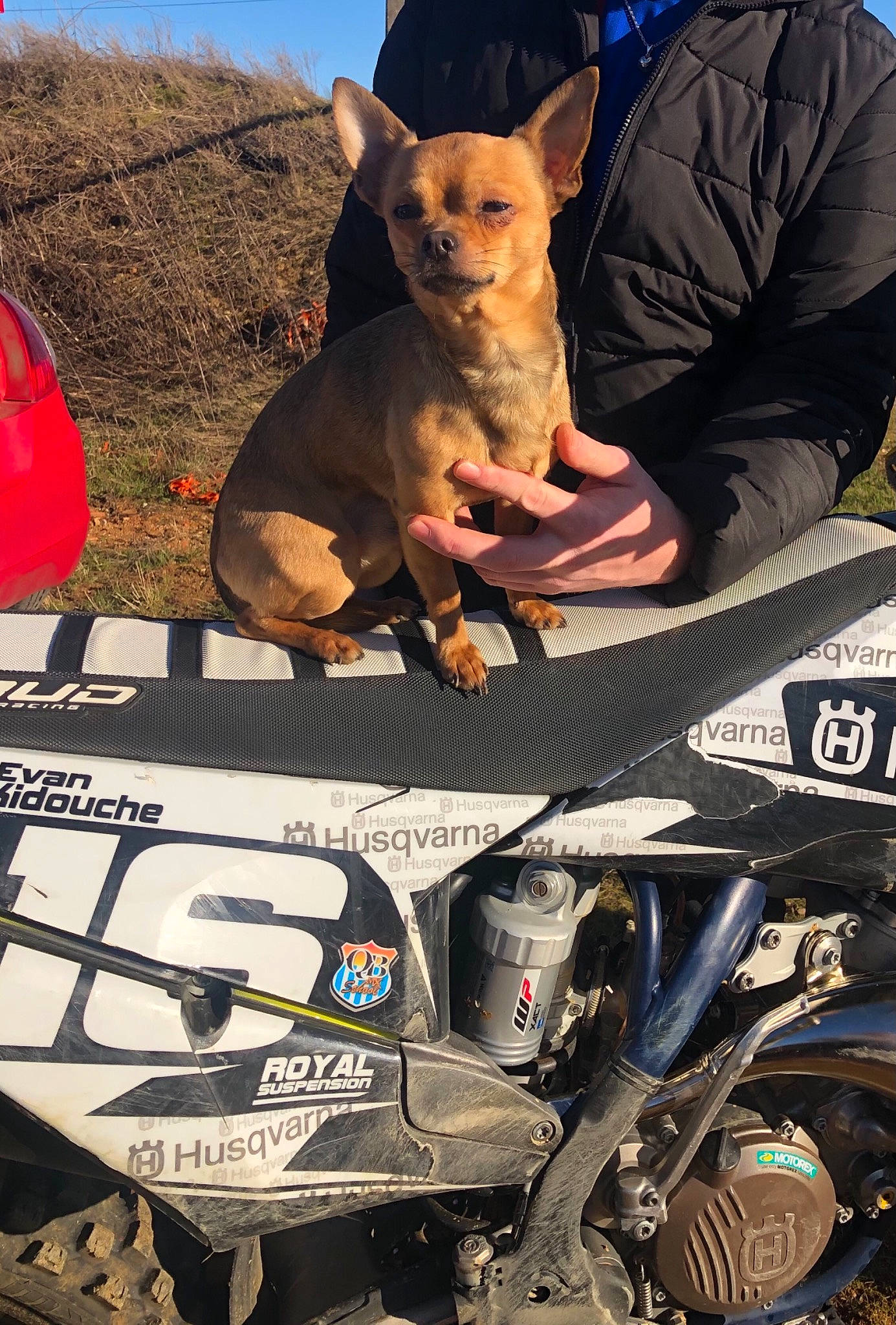 Symba a rejoint le concours — aidez-le/la à gagner de superbes lots ! auto_part, automotive_design, automotive_exterior, automotive_lighting, automotive_tire, blue, carnivore, companion_dog, dog, dog_breed, fawn, motor_vehicle, motorcycle, motorcycling, motorsport, plant, sky, sporting_group, tire, vehicle
