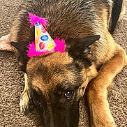 Rowan joined the competition — help win amazing prizes! animal, canine, cap, clothing, costume, dog, face, footwear, germanshepherd, hat, head, hound, partyhat, person, pet, photography, portrait, puppy, purple, shoe