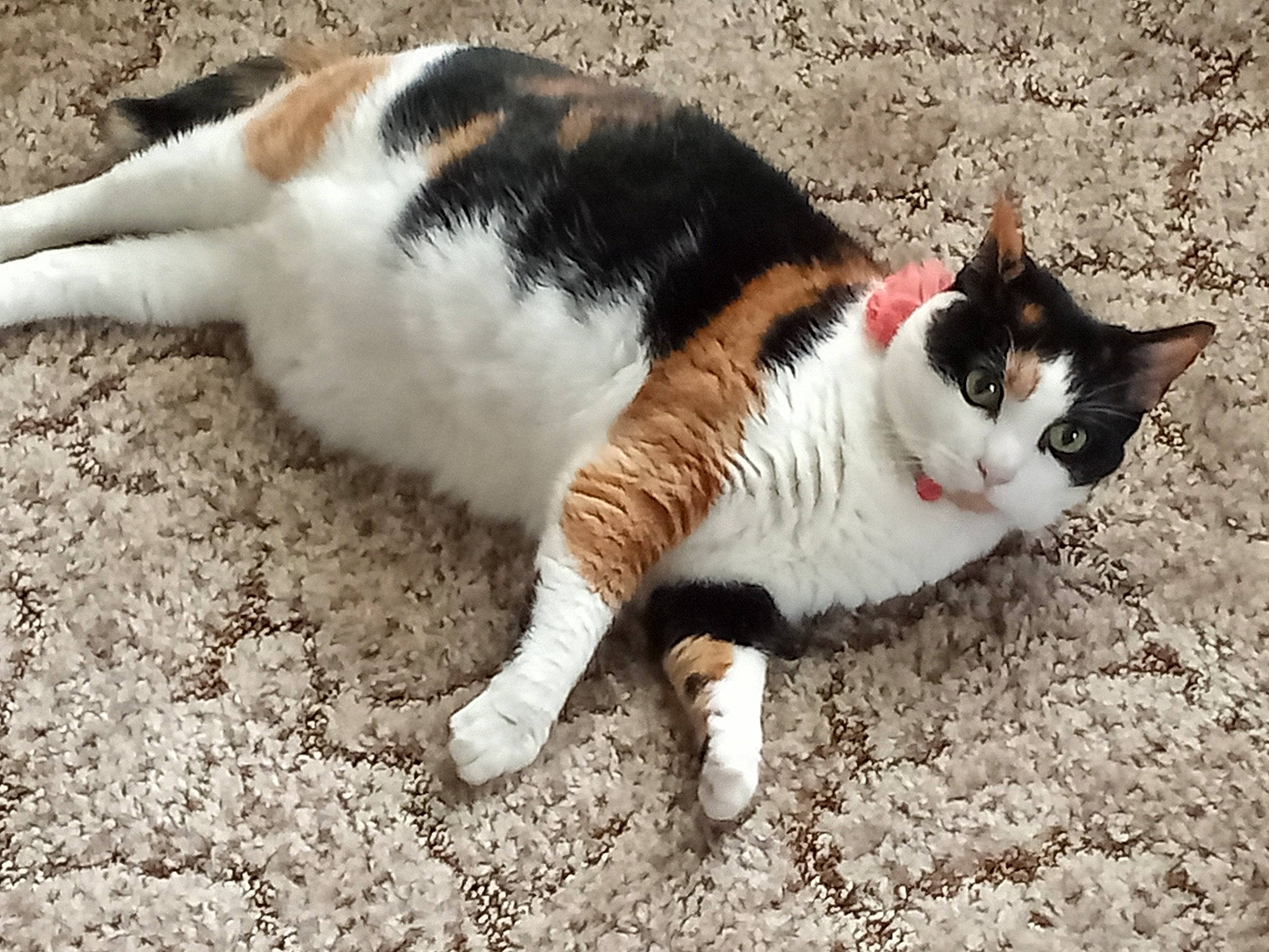 Amy joined the competition — help win amazing prizes! canidae, carnivore, cat, domestic_short_haired_cat, eye, felidae, flooring, foot, fur, grass, human_leg, paw, sitting, small_to_medium_sized_cats, snout, tail, terrestrial_animal, tree, whiskers, wood