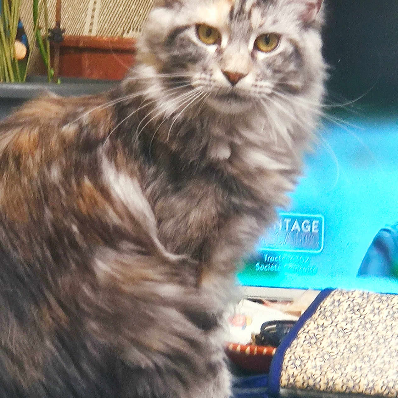 Venus participe au concours pour gagner de l'argent avec cette photo : abyssinian, angora, animal, brasssection, cat, computer, couch, desk, electronics, flower, furniture, horn, indoors, kitten, manx, musicalinstrument, pet, plant, pottedplant, table
