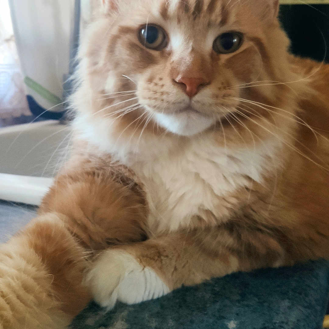 Z'Helios a rejoint le concours — aidez-le/la à gagner de superbes lots ! abyssinian, angora, animal, architecture, bag, building, cat, chair, couch, furniture, hardwood, indoors, kitten, livingroom, manx, pet, plywood, room, siamese, wood
