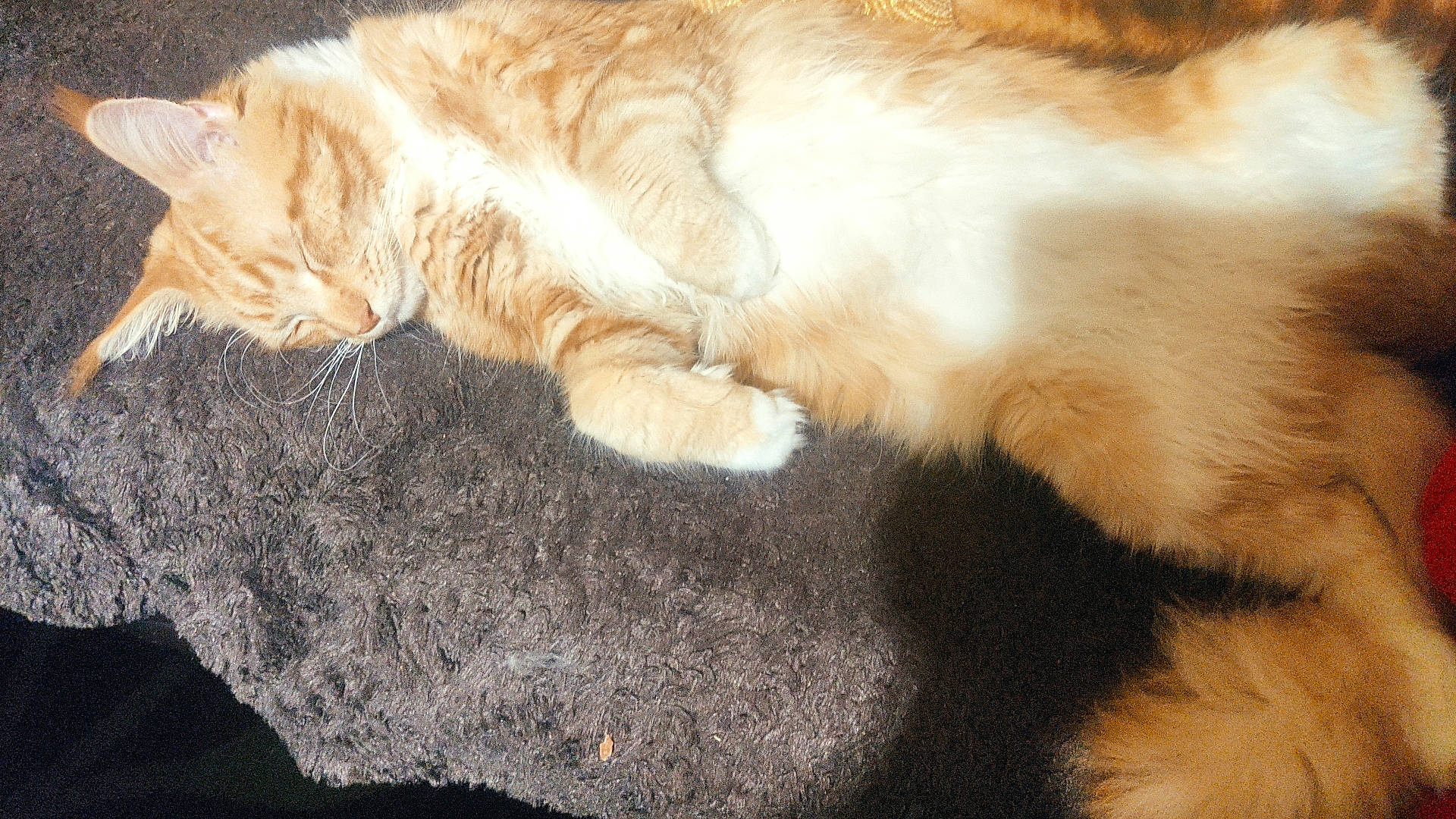 Z'Helios a rejoint le concours — aidez-le/la à gagner de superbes lots ! abyssinian, accessories, angora, animal, armchair, cat, chair, couch, furniture, kitten, manx, person, pet, siamese, slate, sleeping, strap, wood