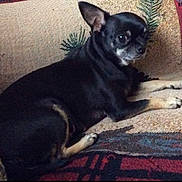 Pepper is registered to the contest to win money with this photo: dog, chihuahua, small_dog, black_dog, tan_markings, pet, lying_down, couch, indoor, furniture, fabric, patterned_couch, curious, sideways_gaze, animal, domestic_animal, resting, companion, cute, canine