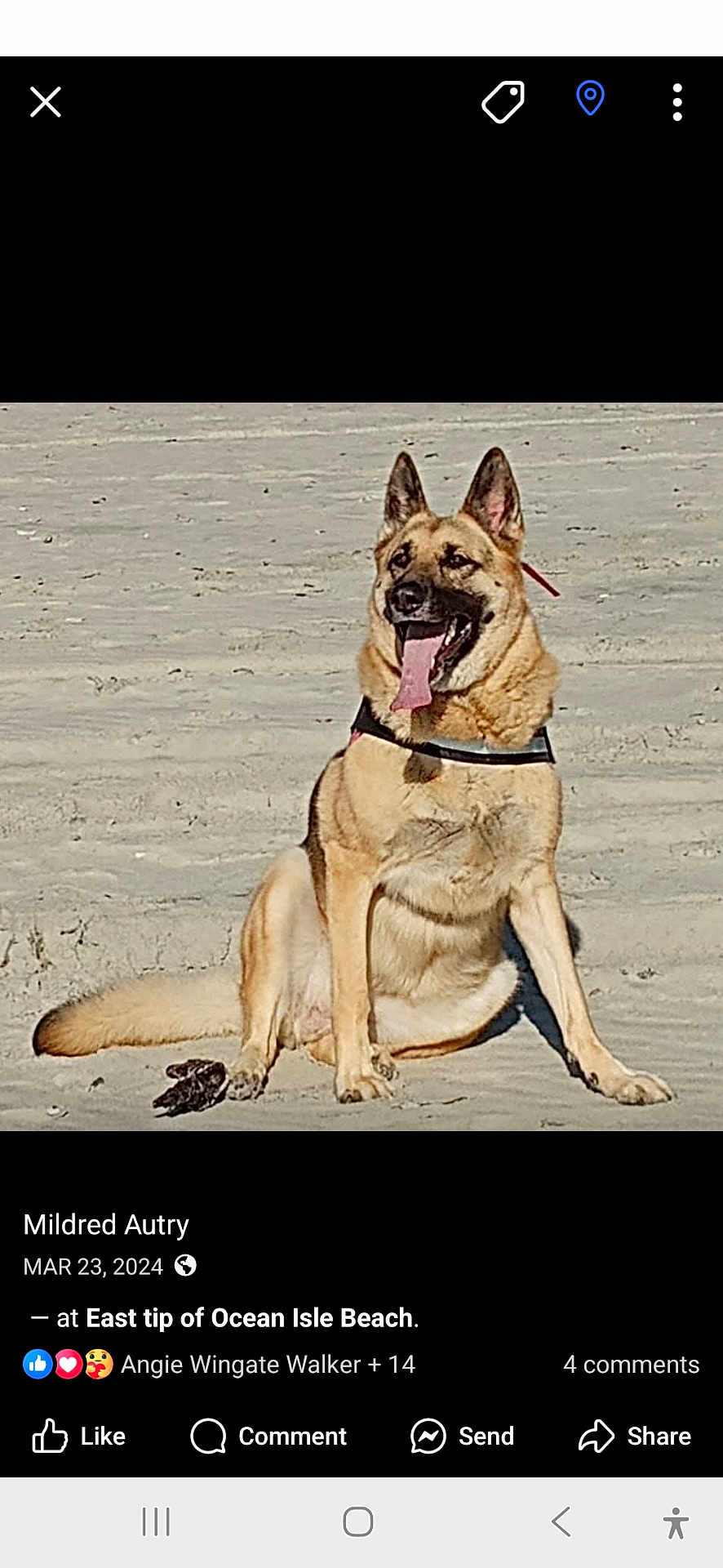 Ladybug joined the competition — help win amazing prizes! dog, german_shepherd, beach, sand, sunny, outdoor, canine, tongue_out, harness, sitting, pet, animal, nature, daylight, relaxed, happy, mammal, summer, vacation, shore
