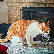 Tigrou a rejoint le concours — aidez-le/la à gagner de superbes lots ! cat, orange_cat, white_cat, drinking, wine_glass, table, indoor, fireplace, home_interior, curious, pet, feline, granite_table, cozy, domestic_animal, fur, whiskers, tail, glass, household