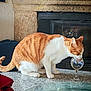 cat, orange_cat, white_cat, drinking, wine_glass, table, indoor, fireplace, home_interior, curious, pet, feline, granite_table, cozy, domestic_animal, fur, whiskers, tail, glass, household