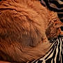 Zorra participe au concours pour gagner de l'argent avec cette photo : animal, blanket, cat, close_up, cozy, curled_up, cute, domestic_cat, feline, fluffy, fur, indoor, orange_cat, pet, relaxing, resting, sleeping, soft, striped, zebra_pattern