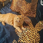 Zorra participe au concours pour gagner de l'argent avec cette photo : animal, bed, bedding, cat, cozy, cute, domestic_cat, feline, fur, furniture, home, indoor, leopard_print, lying_down, mouth_open, orange_cat, pet, resting, tail, whiskers